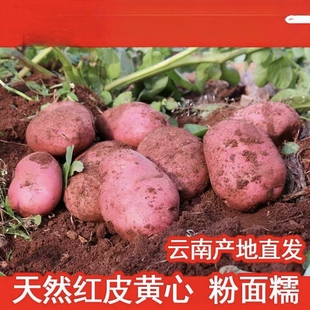 2026年新鲜云南高原红皮黄心洋芋不发旧土豆100克左右