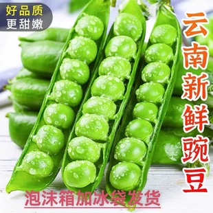 云南露天农家种植新鲜带壳豌豆水果豌豆青豌豆现摘现发泡沫箱发货