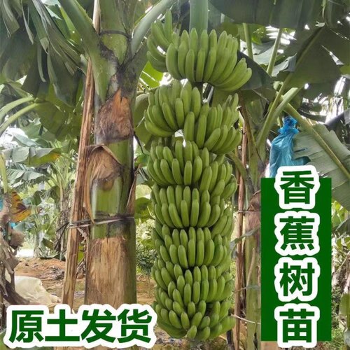 香蕉树苗盆栽地栽芭蕉粉蕉耐寒矮化香蕉苗南方北方四季庭院果树苗