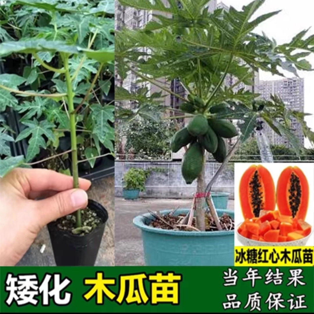 矮化水果木瓜苗特大青红肉高产冰糖红心香甜四季盆栽地栽当年结果