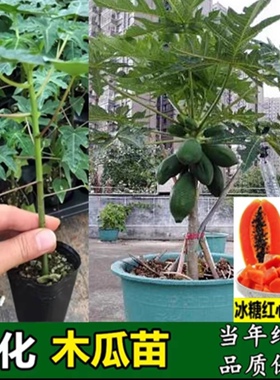矮化水果木瓜苗特大青红肉高产冰糖红心香甜四季盆栽地栽当年结果