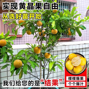精品 黄晶果嫁接苗黄晶6号黄晶果苗黄晶果大苗冬蜜带土盆栽南方种