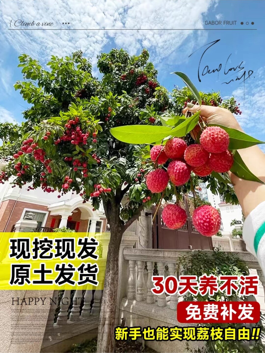 荔枝树苖无核桂味果树盆栽妃子笑嫁接水果树苗糯米糍果苗当年结果