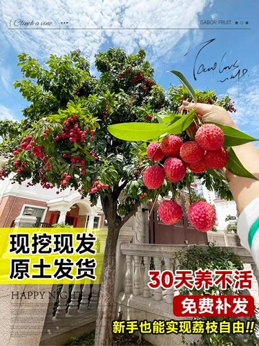 荔枝树苖无核桂味果树盆栽妃子笑嫁接水果树苗糯米糍果苗当年结果