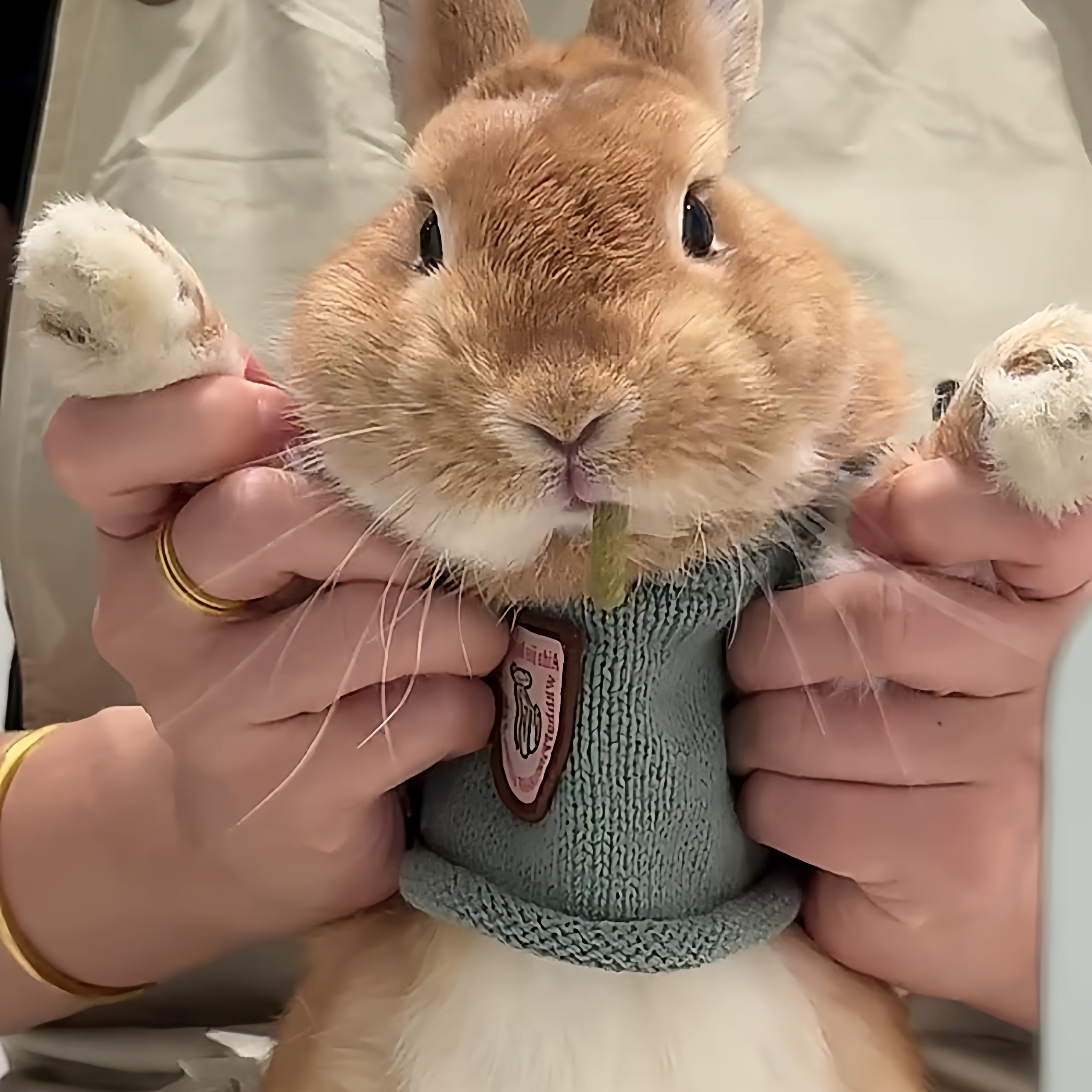 给小兔子衣服 秋冬兔兔荷兰猪服饰穿的侏儒垂耳兔专用过冬保暖用,宠物/宠物食品及用品,猫宠物服装/雨衣（新）,淘宝优惠券,粉丝福利购,淘宝优惠卷