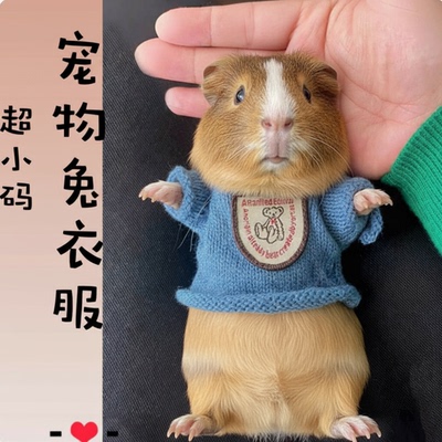 荷兰猪衣服秋冬兔饰小子穿