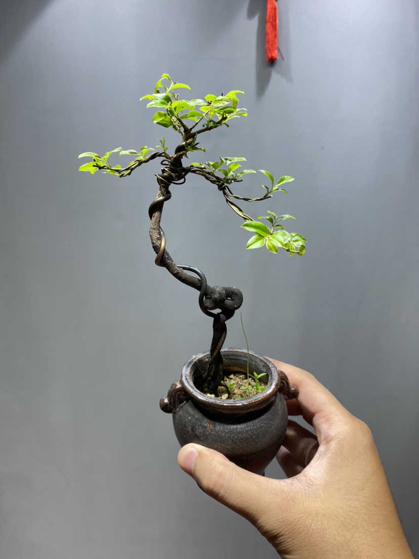 黑骨茶盆栽植物盆景树绿植物庭院盆景花卉