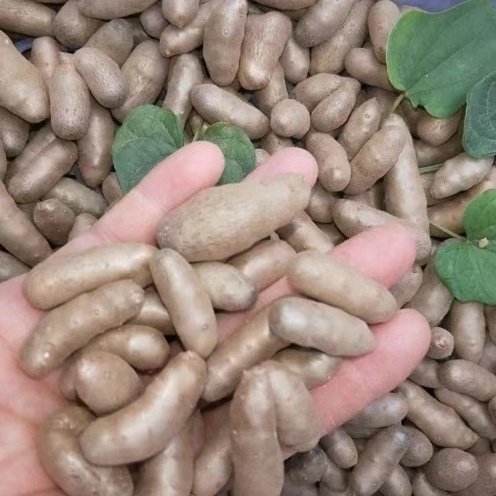 王氏山药豆小白嘴小白嘴山药豆