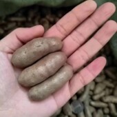 王氏小白嘴山药豆比铁棍铁杆淮山药豆山药蛋好吃实惠