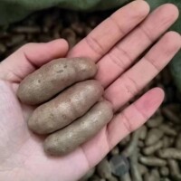 王氏小白嘴山藥豆比鐵棍鐵桿淮山藥豆山藥蛋好吃實(shí)惠