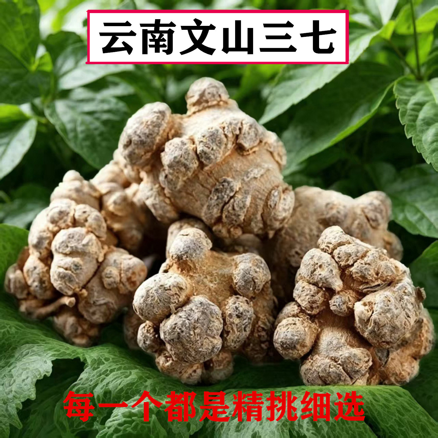 云南野外生长无剪口春三七