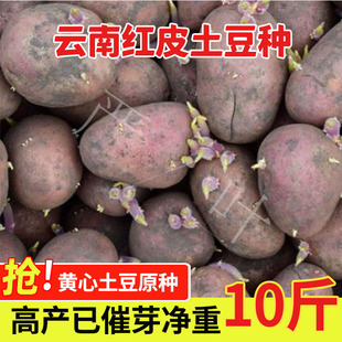高产红皮黄心土豆种子洋芋马铃薯云南农家自留土豆原种粉糯土豆种