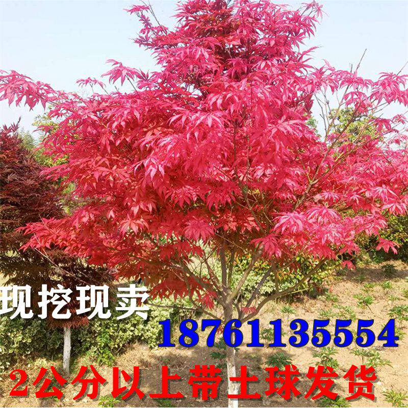 红枫树苗日本红枫红舞姬苗中国红枫南北方种植庭院别墅四季红枫苗