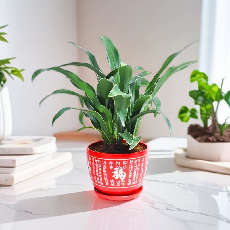 中华红果青叶万年青盆栽新婚乔迁吉祥草耐寒耐荫花卉绿植四季常青