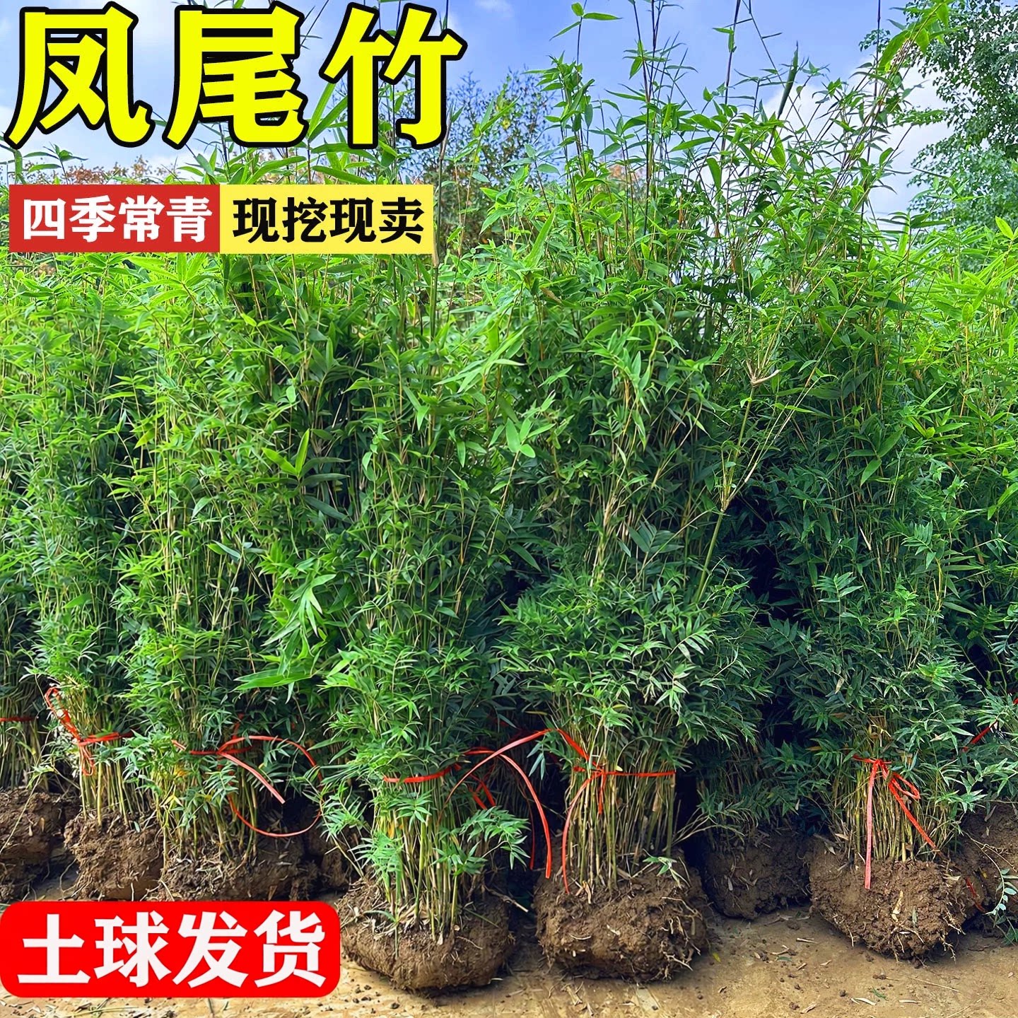 丛生凤尾竹盆栽四季常青好养