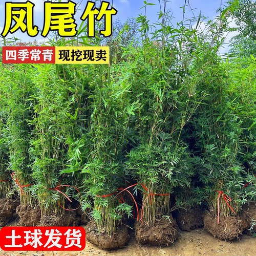 丛生凤尾竹盆栽四季常青好养