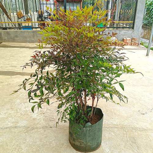 南天竹庭院别墅老桩盆景绿化苗木