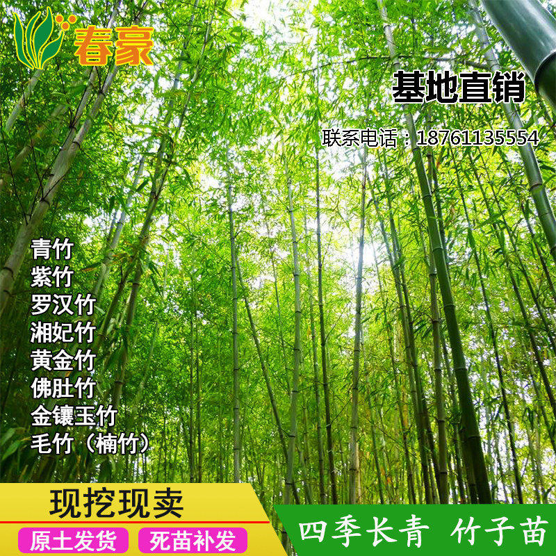 竹子苗四季常青竹绿化盆栽竹苗风水竹紫竹金镶玉竹黄金竹庭院植物