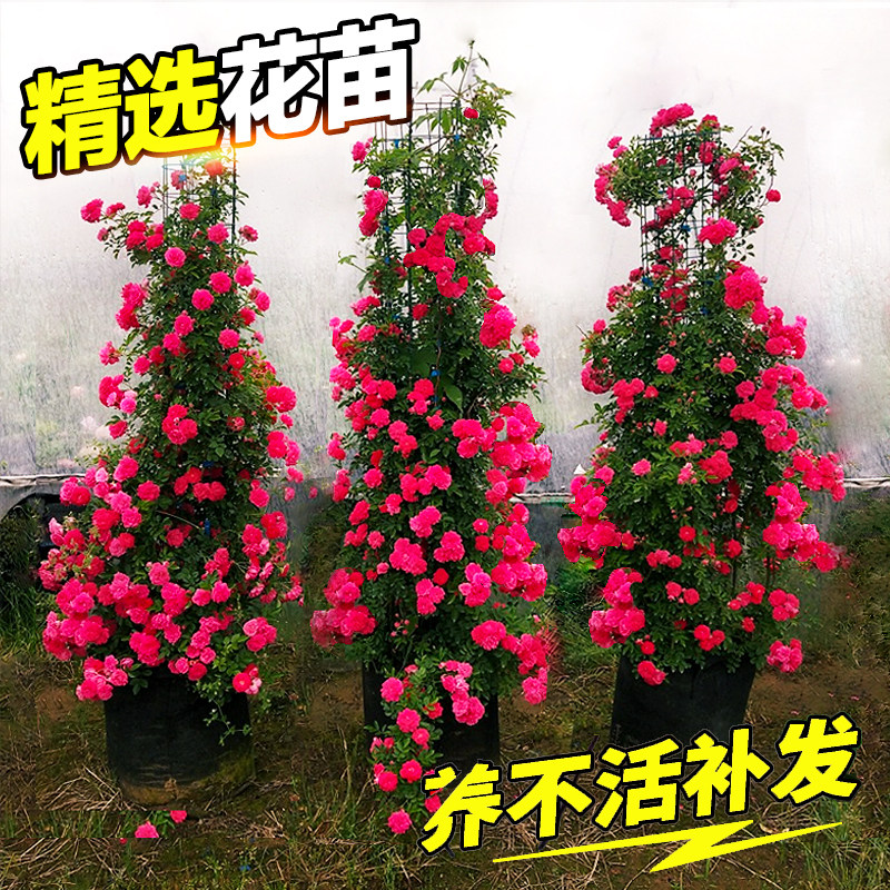 木香花苗七里香盆栽爬藤植物浓香红黄白木香蔷薇花苗攀援花卉图片