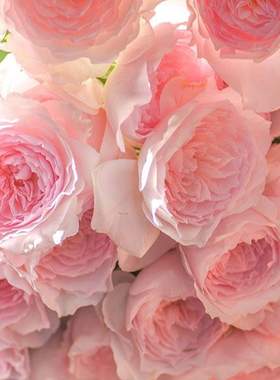 新品月季美咲/Misaki 大花强烈香味切花玫瑰多季开花耐热抗病