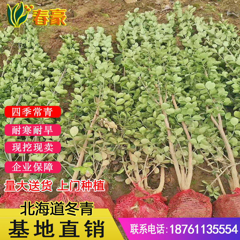 庭院绿化苗木北海道冬青树苗大叶黄杨苗四季常青耐寒围墙篱笆植物