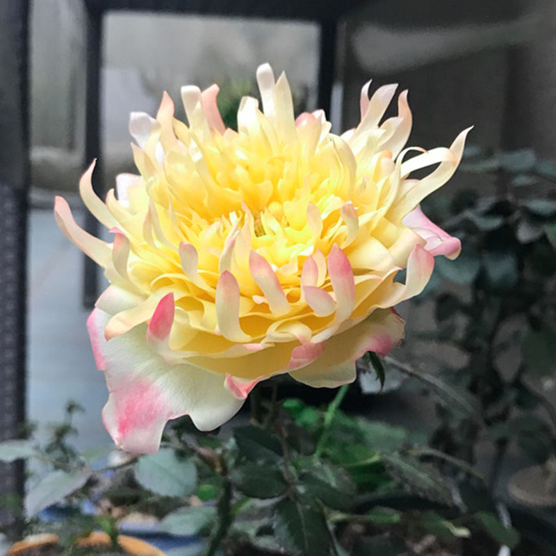月季花烟花波浪烟火褶裙荷兰灌木月季浓香多季勤花花瓣优美似菊花