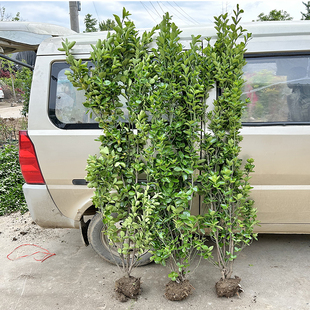 丛生大叶北海道黄杨冬青树苗四季常青耐寒庭院篱笆围墙植物绿篱苗