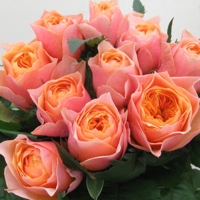 灌木月季花苗浓香型温柔珊瑚心