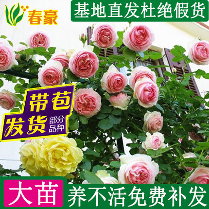 藤本月季大苗蔷薇花苗爬藤植物欧月庭院阳台盆栽玫瑰爬墙攀援花卉