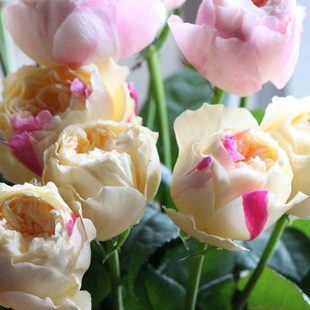 月季花风月灌木切花月季浓香型四季开花双色月季玫瑰庭院阳台盆栽