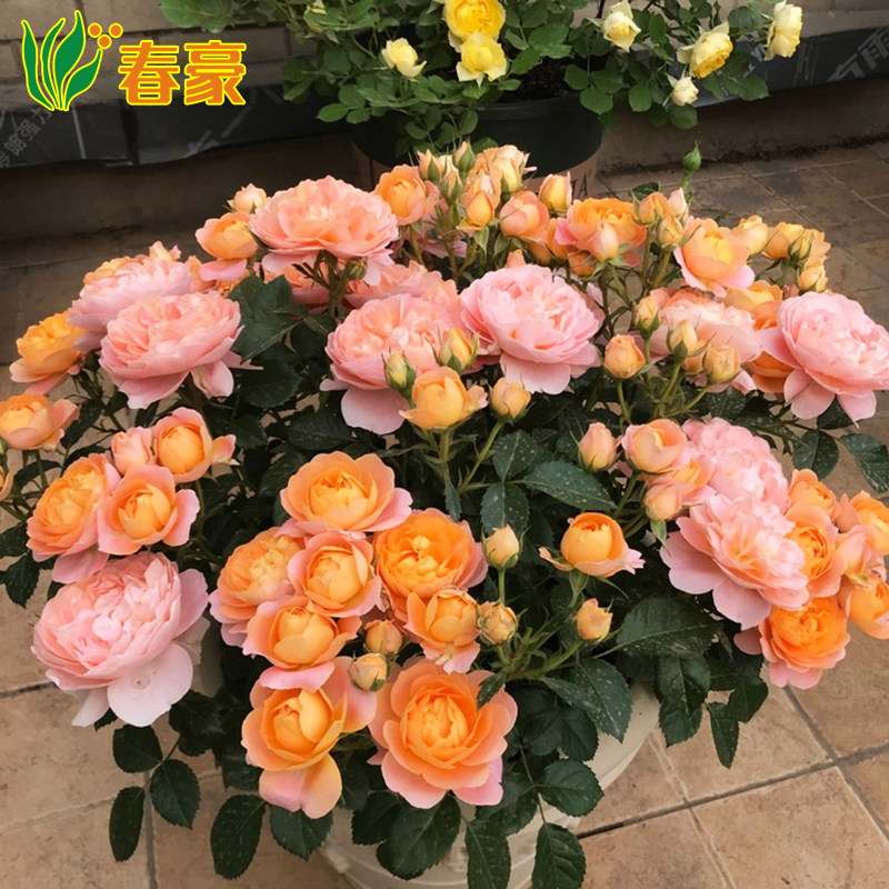 盆栽果汁阳台庭院大花微月