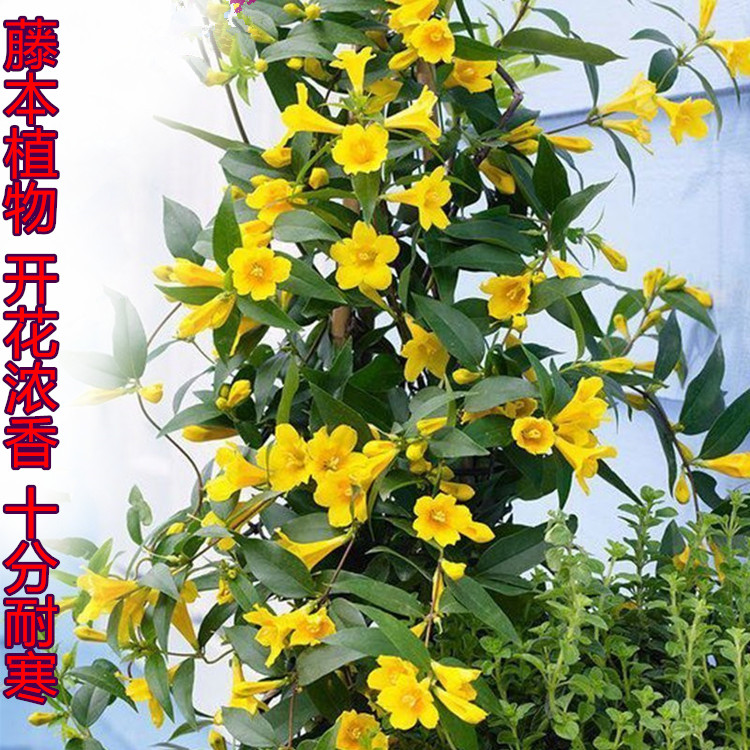 法国香水花卉耐晒好养爬藤植物