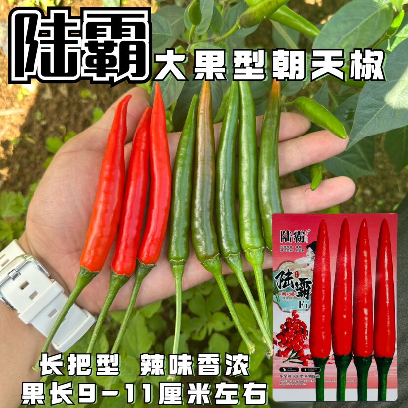 陆霸朝天椒种子中早熟硬果大果红尖椒种籽路霸指天椒种正品秋冬季
