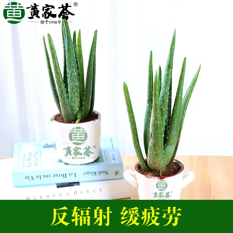 新鲜美国库拉索防辐射芦荟盆栽图片