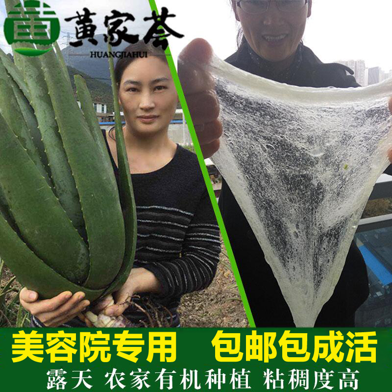 美国库拉索芦荟盆栽植物美容院灌肤专用可食用新鲜补水敷脸大叶片-封面