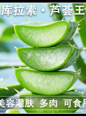 库拉索芦荟叶片美容院灌肤可食用