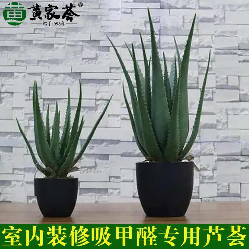 黄家荟面膜专用补水库拉索芦荟图片