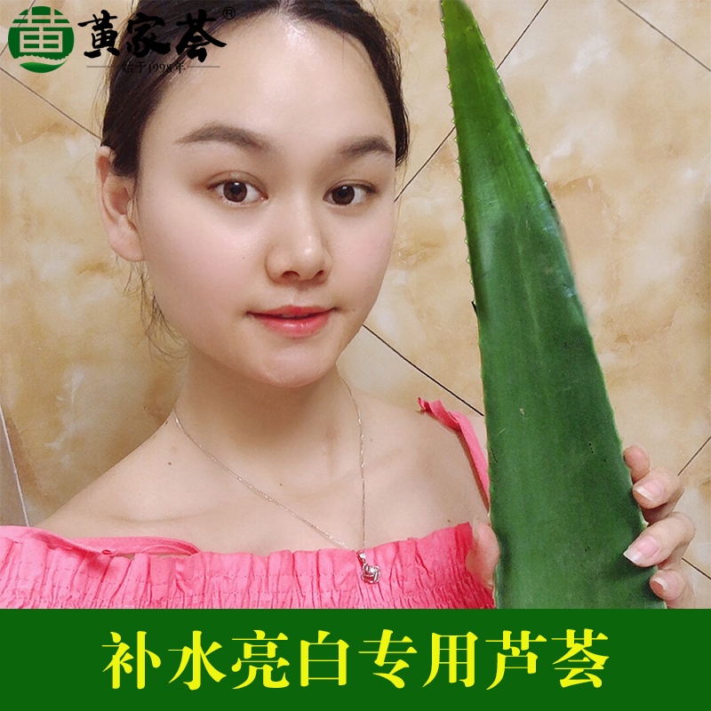 库拉索补水美容院灌肤叶片鲜芦荟图片