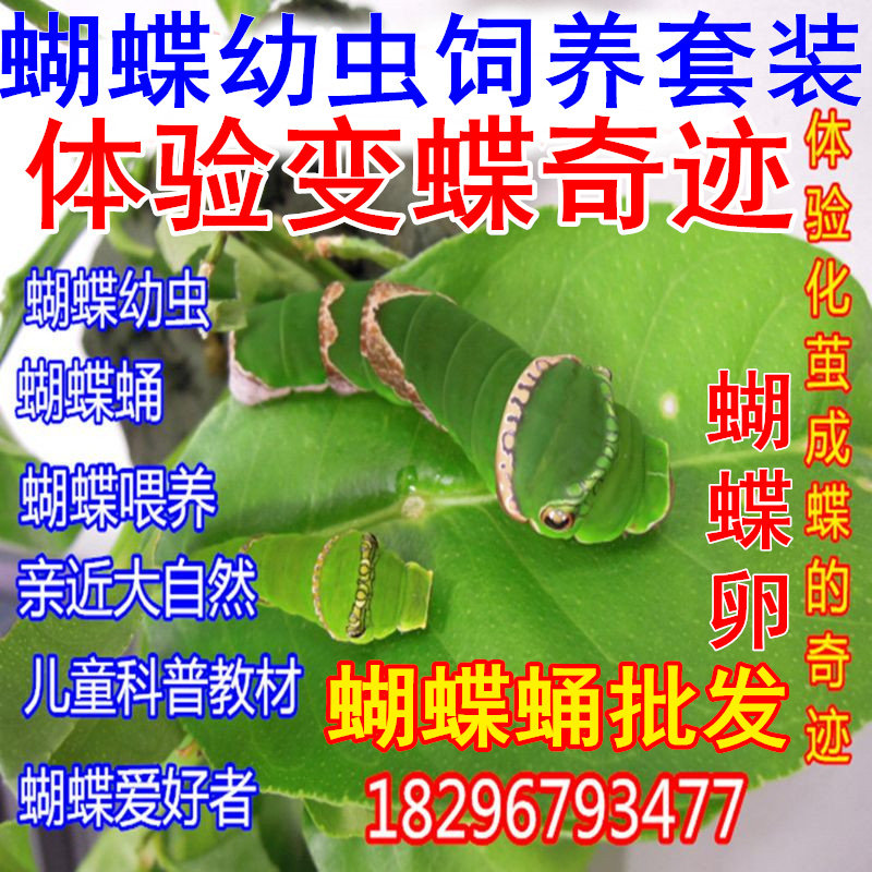 真活体蝴蝶幼虫蛹卵养殖昆爬虫宠物蝴蝶放飞饲养糖宝毛毛虫蚕宝宝