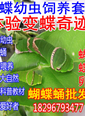 蝴蝶幼虫糖宝毛毛虫蝶蛹昆虫活体