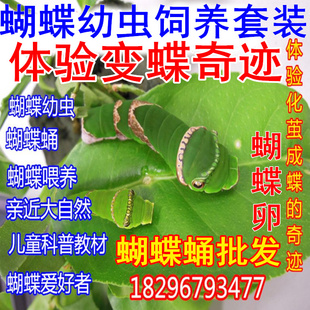 真活体蝴蝶幼虫蛹卵养殖昆爬虫宠物蝴蝶放飞饲养糖宝毛毛虫蚕宝宝