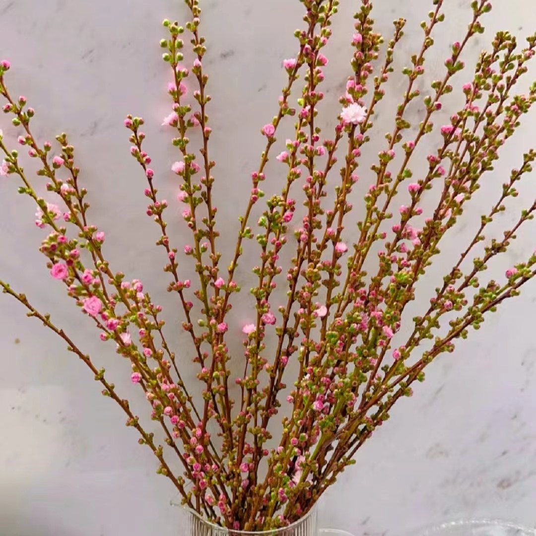 珍珠李浪漫珍珠李粉遇水开花水培鲜花植物插花观赏云南基地直发,鲜花速递/花卉仿真/绿植园艺,花材,淘宝优惠券,粉丝福利购,淘宝优惠卷