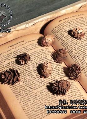 天然松果摄影道具背景装饰摆件