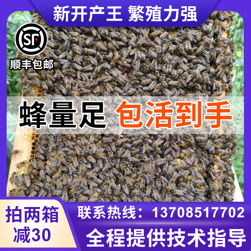 贵州优质中蜂蜂群  蜜蜂活体蜂群  中华蜜蜂中蜂群土蜂  邮政EMS