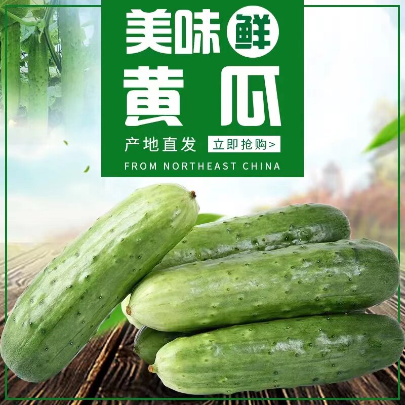 旱黄瓜 东北小黄瓜黄瓜