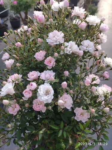 姬月季新品 樱花镜 花瓣厚实 花期长