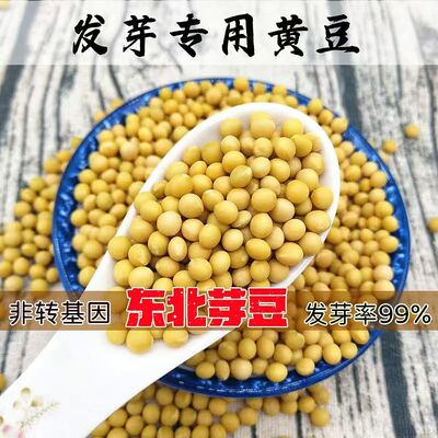 2025年黑龙江非转基因极小粒黄豆