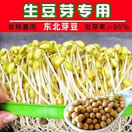 东北黑龙江2025年非转基因690小黄豆发豆芽纳豆专用黄豆珍珠粒新