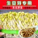 东北黑龙江2025年非转基因690小黄豆发豆芽纳豆专用黄豆珍珠粒新