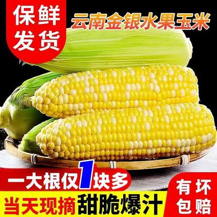 云南金银水果玉米新鲜现摘甜玉米棒子生吃甜嫩爆浆蔬菜整箱包邮